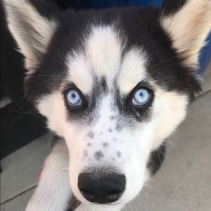 Meet your Posher, Yesenia